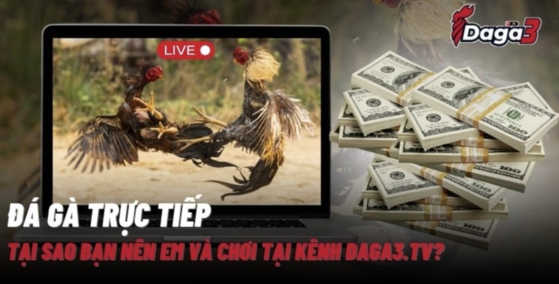 Giới thiệu về kênh đá gà trực tiếp thomo www.haileybright.tv