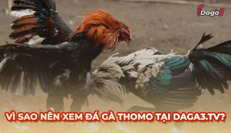 Vì sao nên chọn www.haileybright.tv để xem đá gà trực tiếp thomo